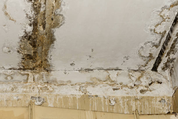 Best Emergency Mold Remediation  in Pleasant Gap, PA