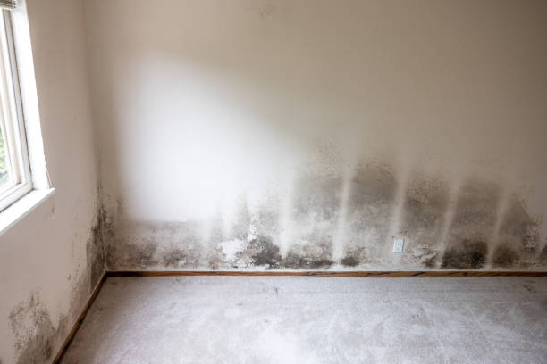 Best Mold Damage Restoration  in Pleasant Gap, PA