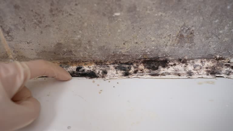 Best Commercial Mold Inspection  in Pleasant Gap, PA